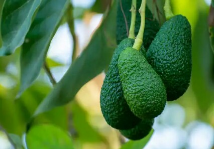 Somos una empresa registrada en Kenia que se ocupa de diversas frutas y flores
