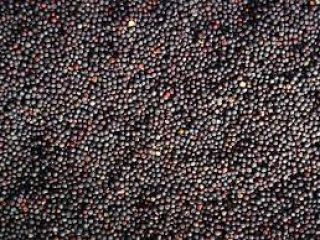Ofrecemos a la venta semillas de colza de origen
