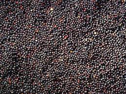Ofrecemos a la venta semillas de colza de origen ucraniano