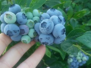 Venderé frutos de arándanos de mi propia plantación. El
