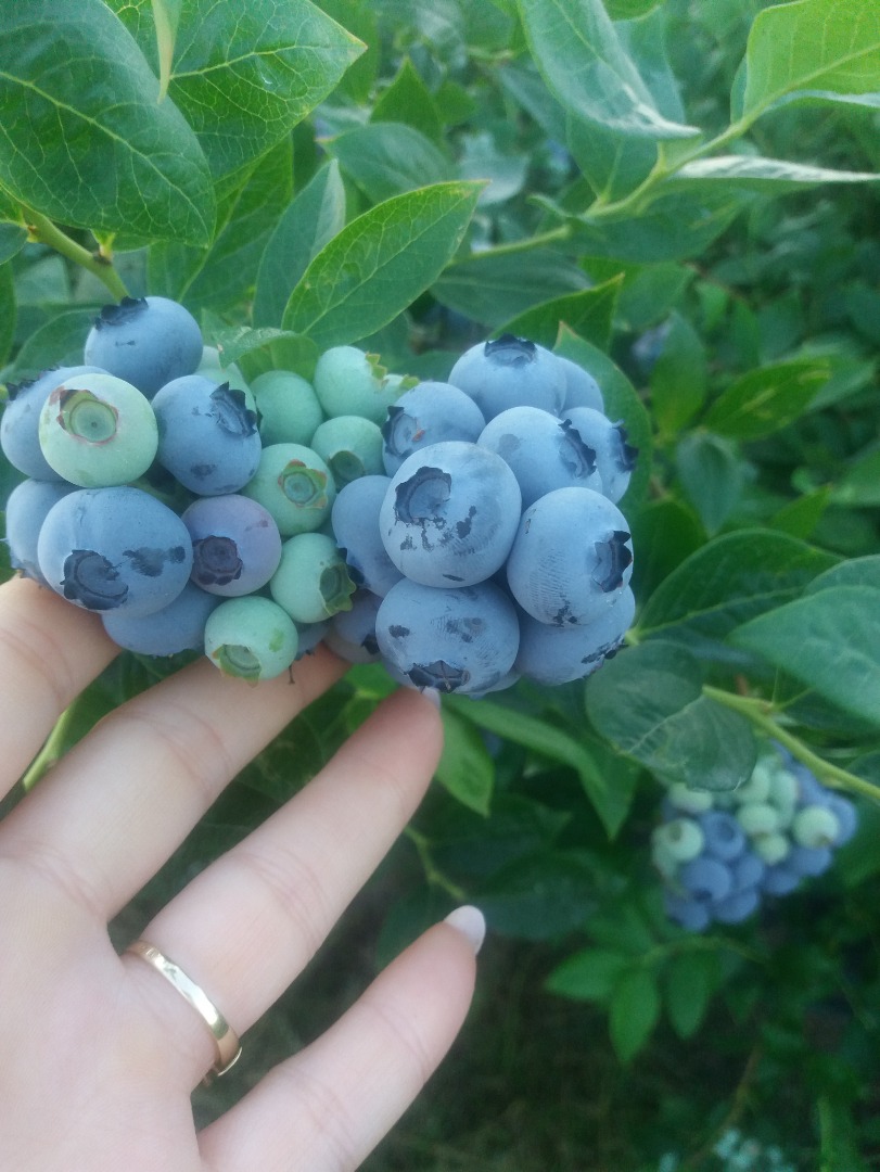 Venderé frutos de arándanos de mi propia plantación