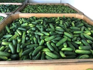Vendo pepino de campo calibre 9-12. Grandes cantidades. Contacto