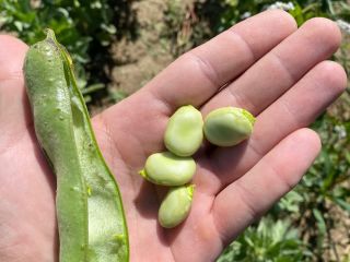 Hola, Vendo habas directamente del campo en Łuski, Precio