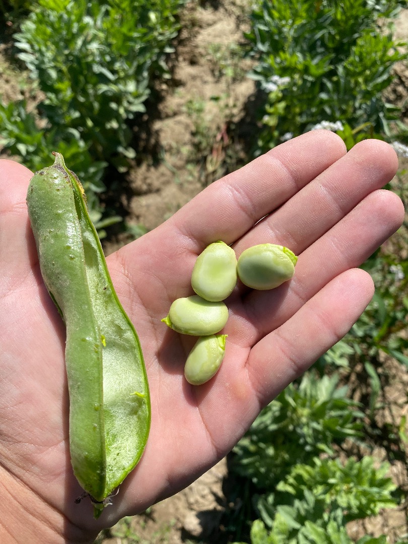 Hola, Vendo habas directamente del campo en Łuski, Precio por 1 kg de habas, recién cogidas