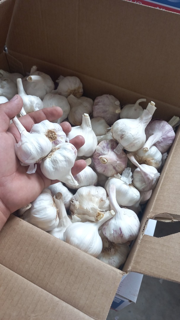 Vendo ajo en grandes y pequeñas cantidades, diferentes empaques, bolsas de 20, 10, 5 kg de frijoles 250 gr de ajo orgánico rumano, ofrezco la factura y el