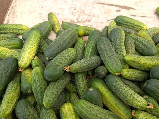 Se vende pepino molido