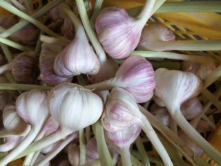 Hola. Venderé variedad de ajo harnaś en grandes cantidades.