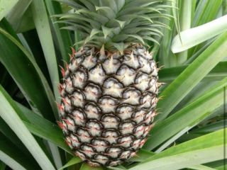 La piña más dulce y la mejor del mundo.
