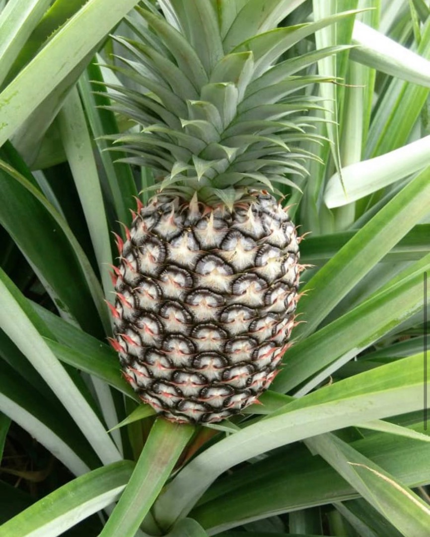 La piña más dulce y la mejor del mundo