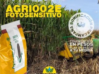 Semilla de sorgo silero agri002E para siembra productor agricomseeds