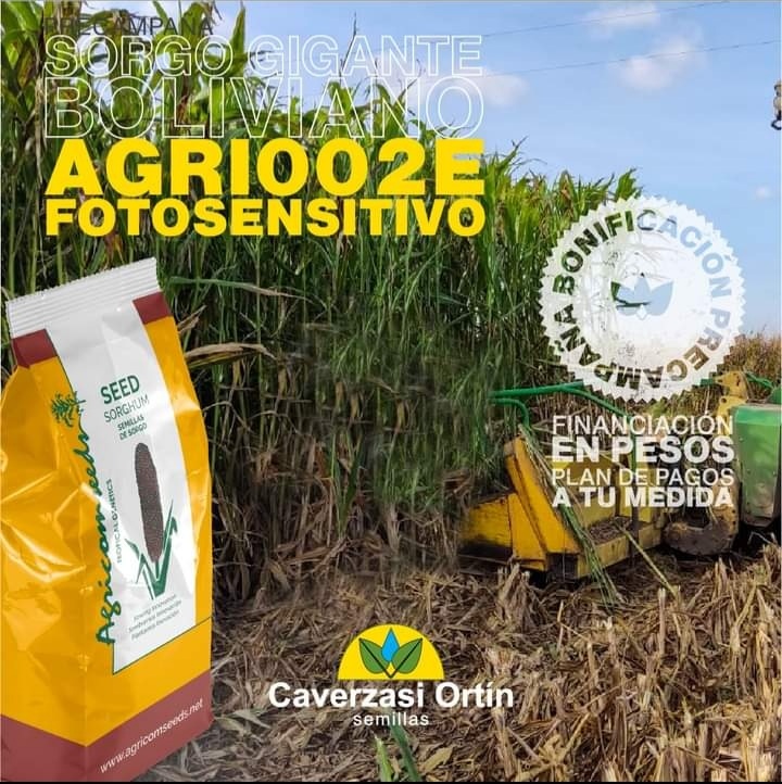 Semilla de sorgo silero agri002E para siembra productor agricomseeds comunicarce con el distribuidor empresa Caversazi en argentina : telefono: saludos a todos