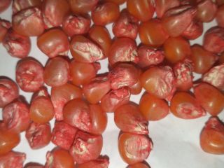 Semilla de maiz para siembra empresa agricomseeds distribuidor en