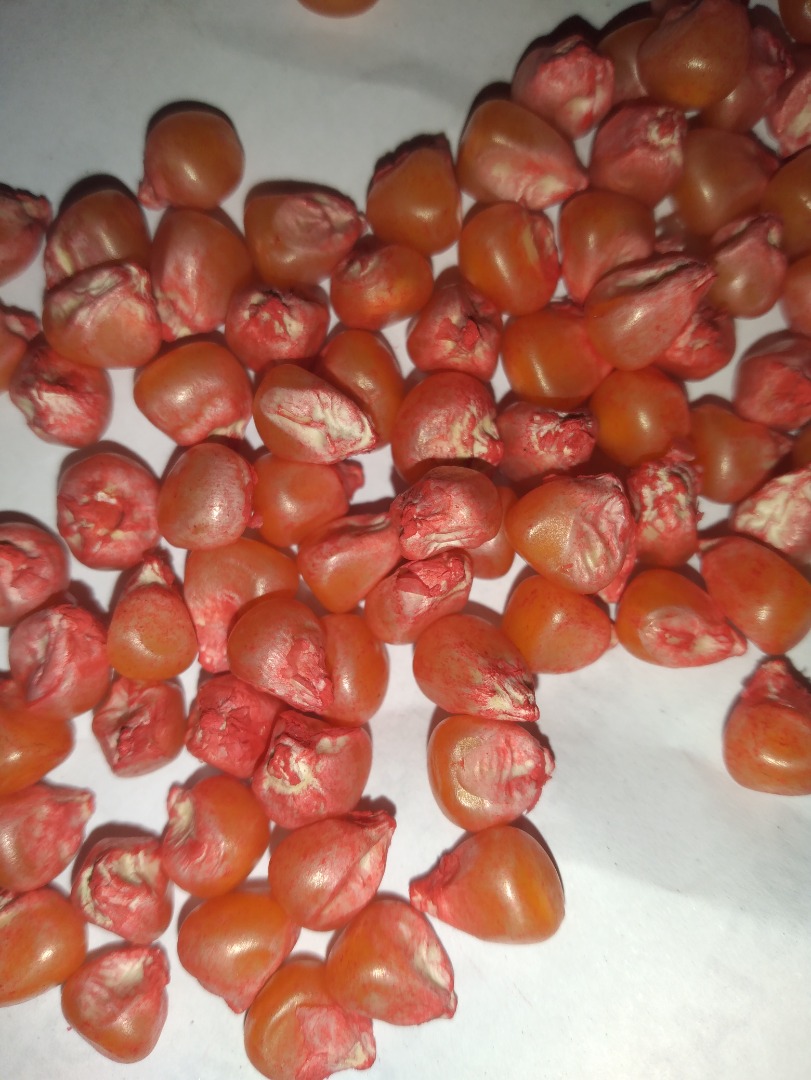 Semilla de maiz para siembra empresa agricomseeds distribuidor en peru ,colombia ecuador ,paraguay,venezuela,brasil telefono : Saludos a la distancia