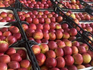 La empresa Fruit TF dedicada a la exportación de