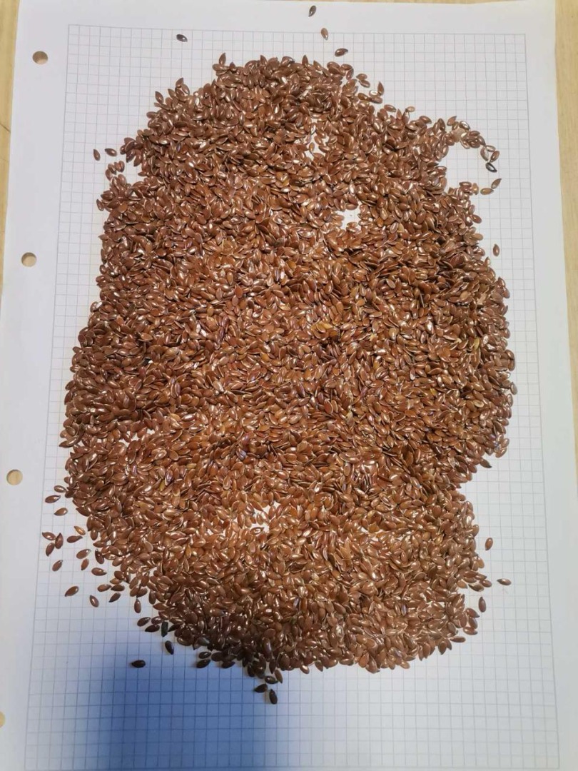 Ofrecemos nuestra propia producción de maíz para la venta en Ucrania