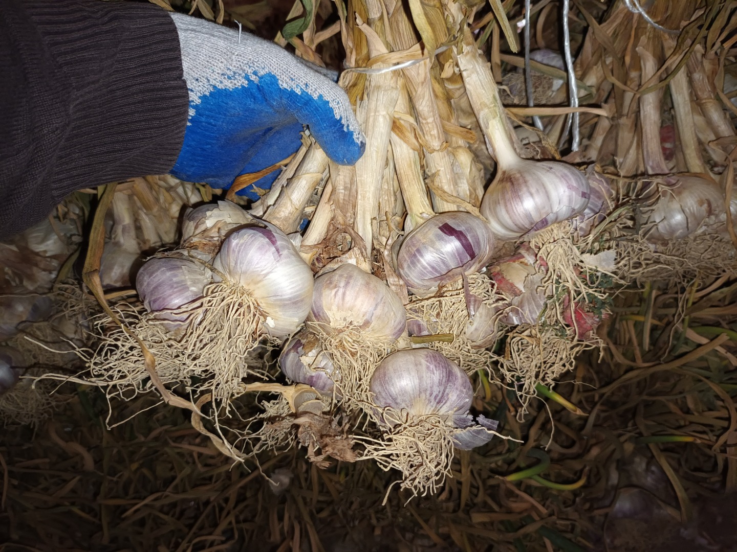 Venderé ajo polaco de mi propia plantación