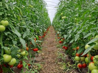 Vendo tomates sabrosos y comerciales.