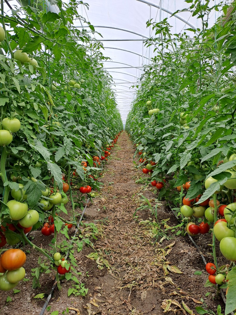 Vendo tomates sabrosos y comerciales