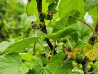 Venderé unas 3-4 toneladas de grosella negra ecológica.