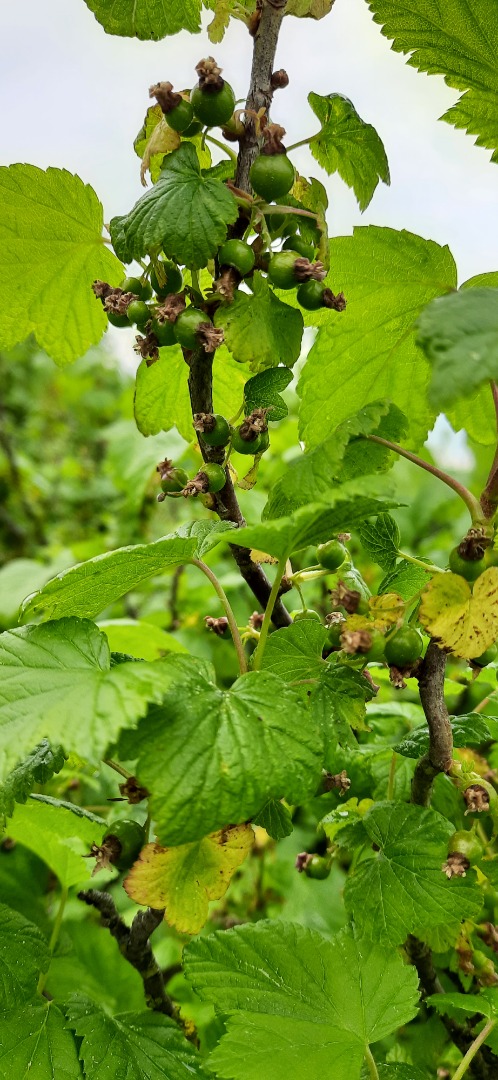 Venderé unas 3-4 toneladas de grosella negra ecológica