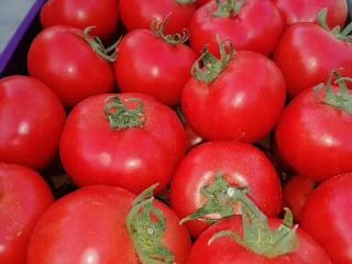 Cheglavici rojos de mi solarium