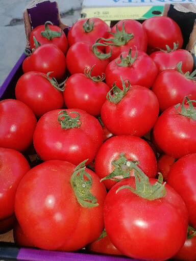 Cheglavici rojos de mi solarium