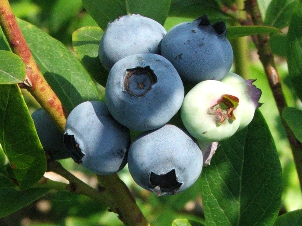 Venderé arándanos frescos, de 100 a 300 kg por día