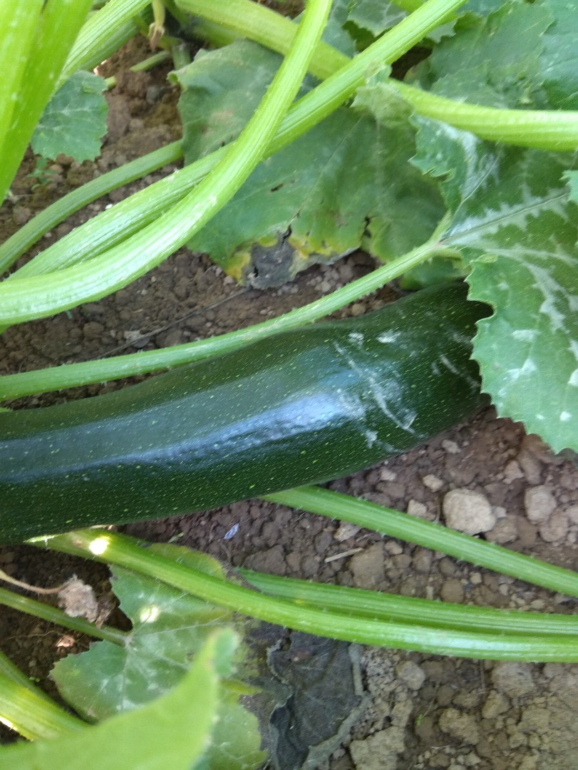 Tengo a la venta 20 kg de calabacín recién cosechado procedente de cultivo ecológico apartado de la carretera, consultar Recogida en persona