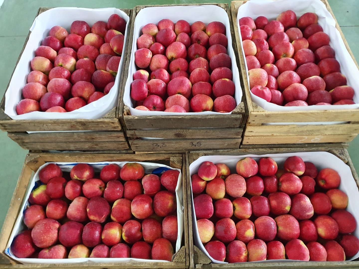 Ofrece a la venta manzanas de diversas variedades, en calidad de exportación, en cantidades de camiones completos y paletas