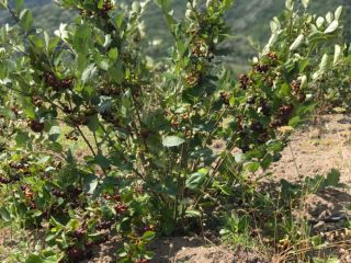 Bayas de aronia de producción ecológica, frescas y/o secas.
