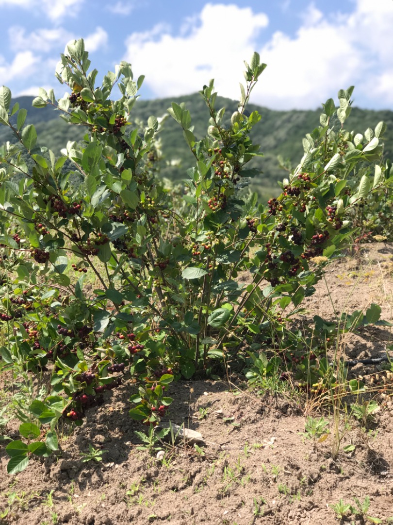Bayas de aronia de producción ecológica, frescas y/o secas