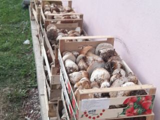 Busco colaboración para la venta de frutos rojos y