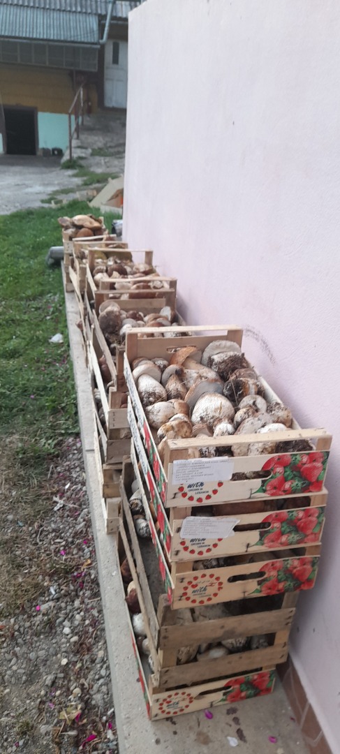 Busco colaboración para la venta de frutos rojos y bayas