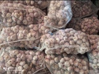 Hola, tengo a la venta 600.000 piezas de ajo