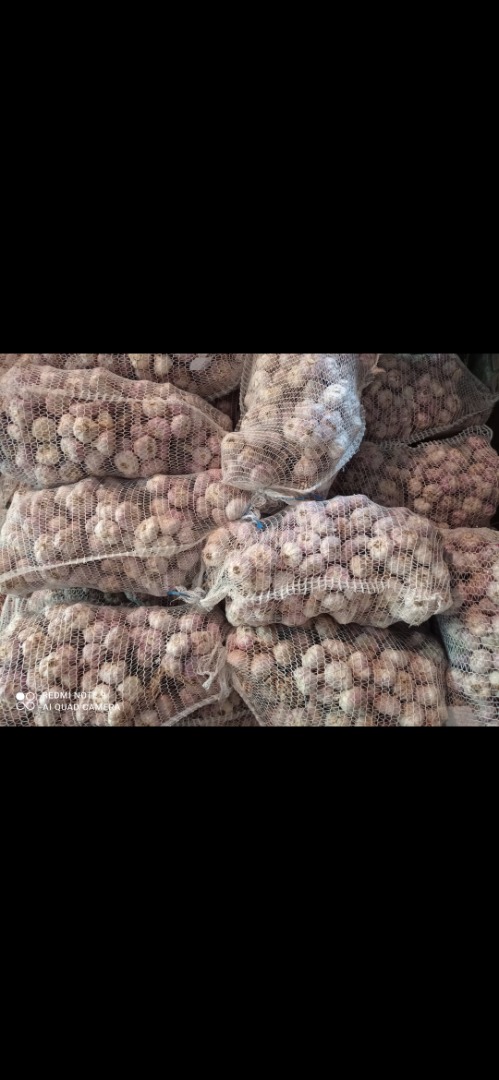Hola, tengo a la venta 600.000 piezas de ajo de invierno harnaś en forma de: -Manojo (blanco pelado, atado para 10 piezas) -Mercado (cabezas a granel, blanco