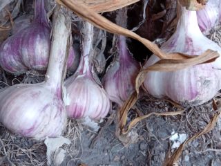Venta de Ajo Arkus. Calibrado. Perfecto para plantar. Una