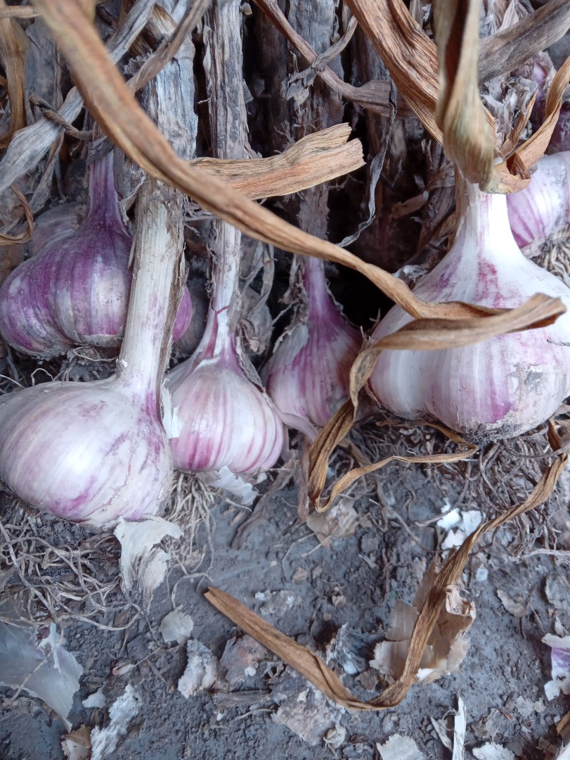 Venta de Ajo Arkus
