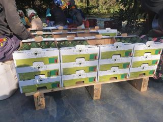 20 tarimas en contenedor Cada tarima tiene 288 cajas