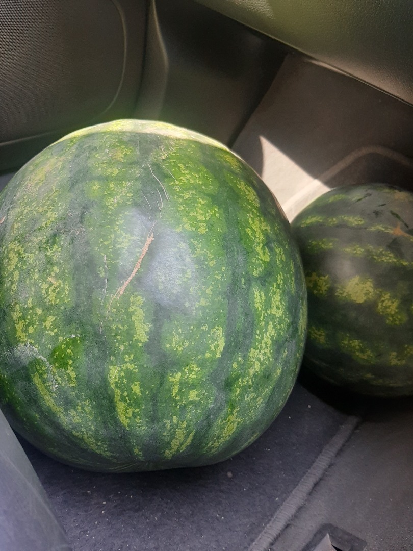 Vendo sandias Sorrento al por mayor, color verde oscuro de 6 a 12 kg, ciudad de Svilengrad