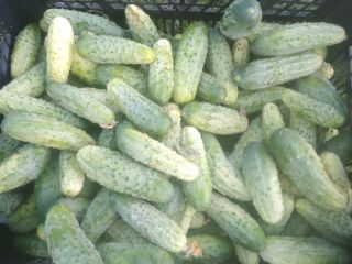 Venderé pepinos molidos, variedad Śremski. Daré más información por