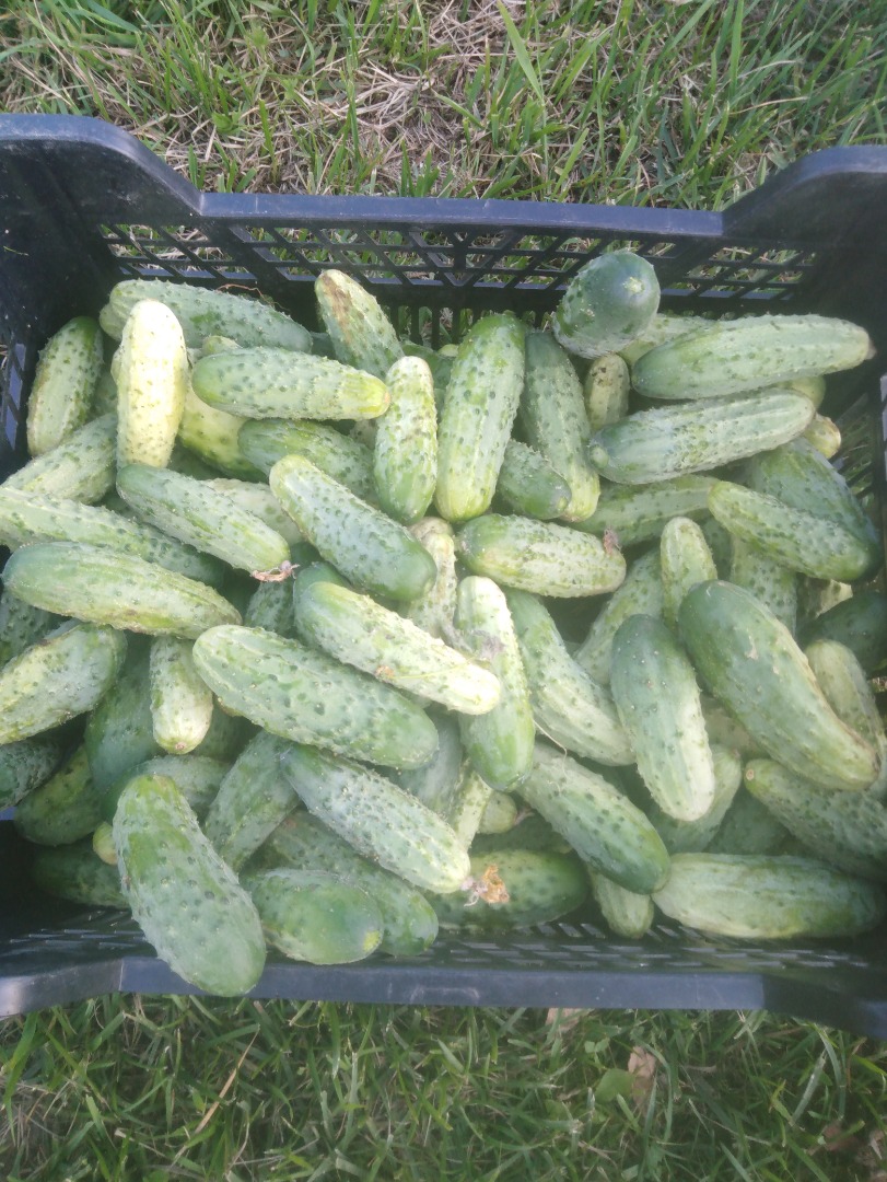 Venderé pepinos molidos, variedad Śremski