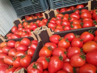 Vendo 10 tarimas de tomate ciruela frambuesa, transporte a
