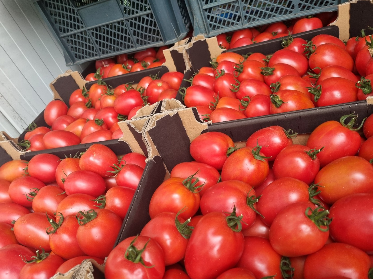 Vendo 10 tarimas de tomate ciruela frambuesa, transporte a todo el pais