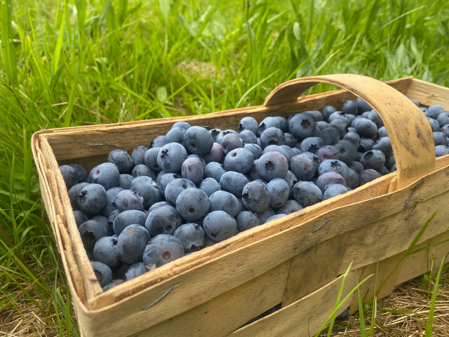 Venderé arándanos de una plantación familiar