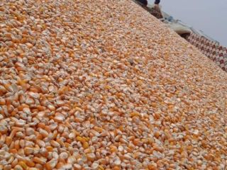 Maíz disponible 1500 Tons. Excelente Calidad 1°, 2° grados