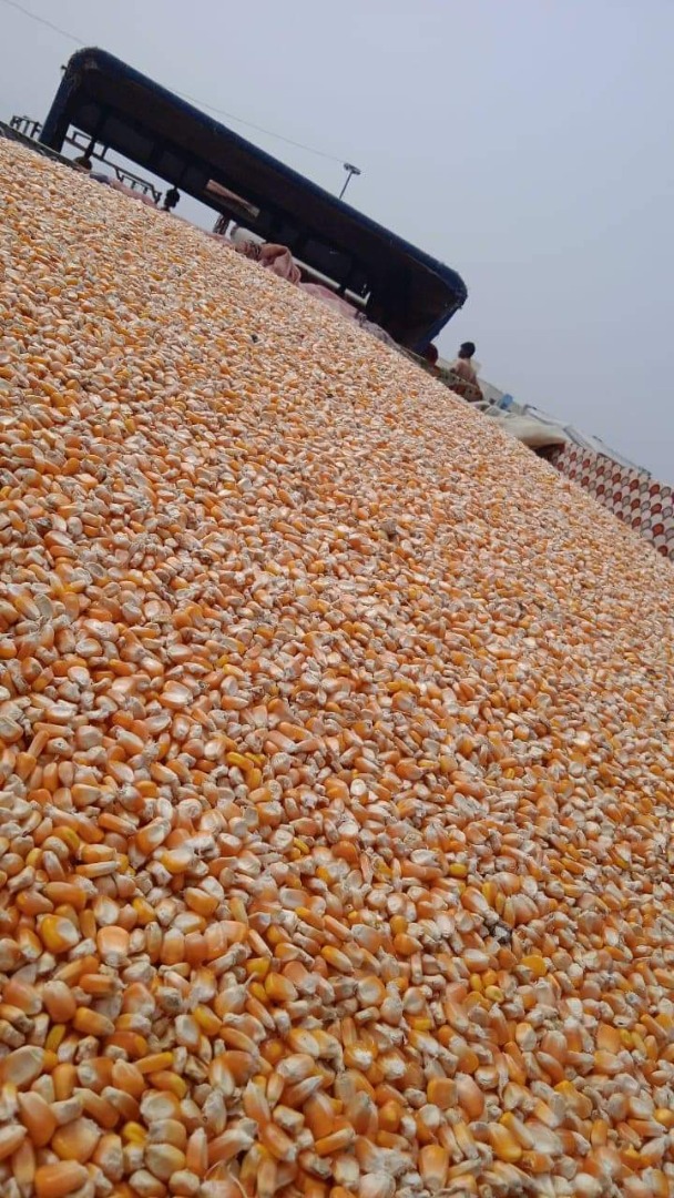 Maíz disponible 1500 Tons