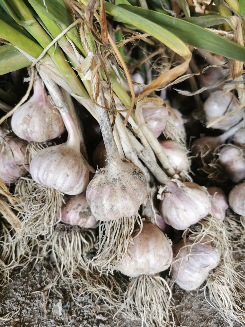 Venta de ajo Harnas