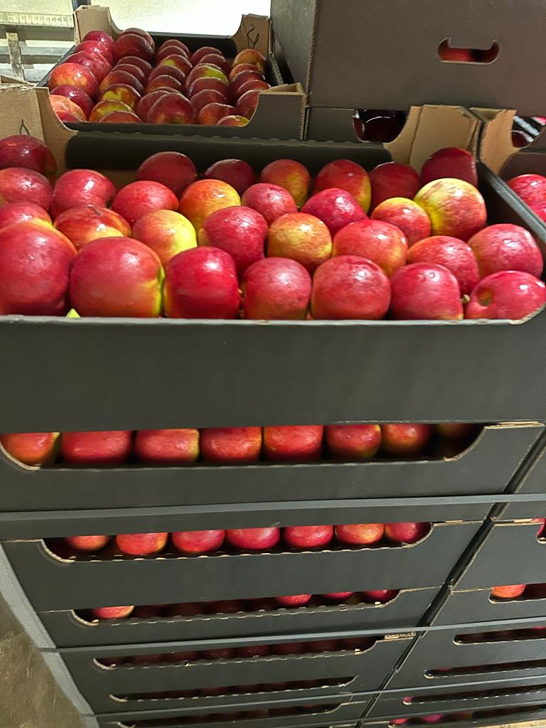 Exportamos manzanas a cadenas de supermercados e importadores europeos