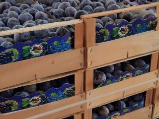 Vendo ciruelas negras para más información envíeme un mensaje