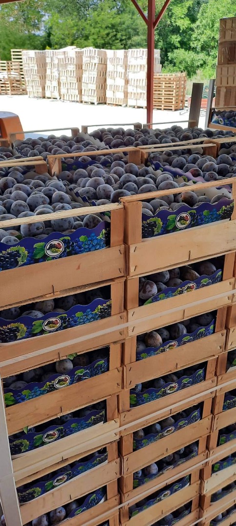 Vendo ciruelas negras para más información envíeme un mensaje de texto a whatsapp o viber